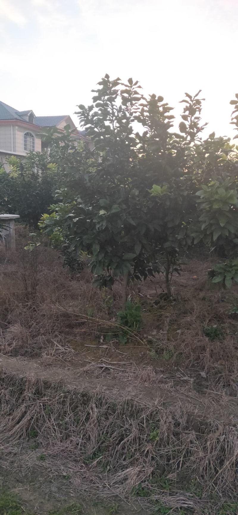 湖南靖州金鑫苗木合作社有大量柚子树苗