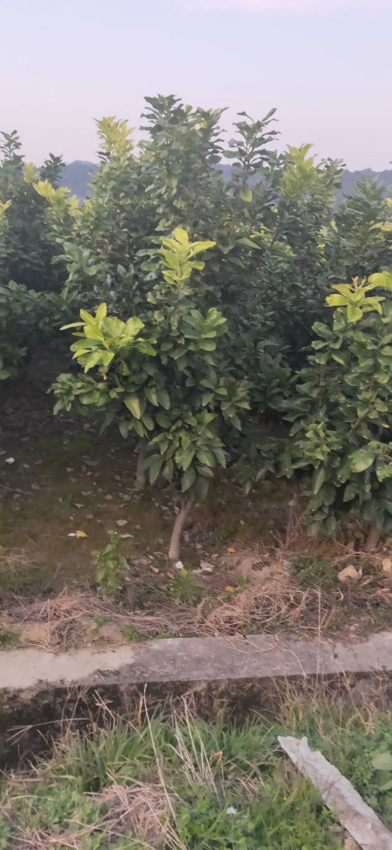 湖南靖州金鑫苗木合作社有大量柚子树苗