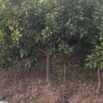 湖南靖州金鑫苗木合作社有大量柚子树苗