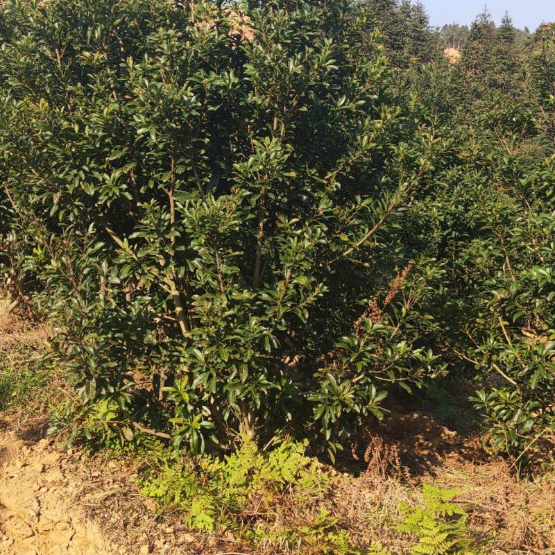 湖南靖州金鑫苗木合作专业种植杨梅果苗，杨梅绿化工程苗木