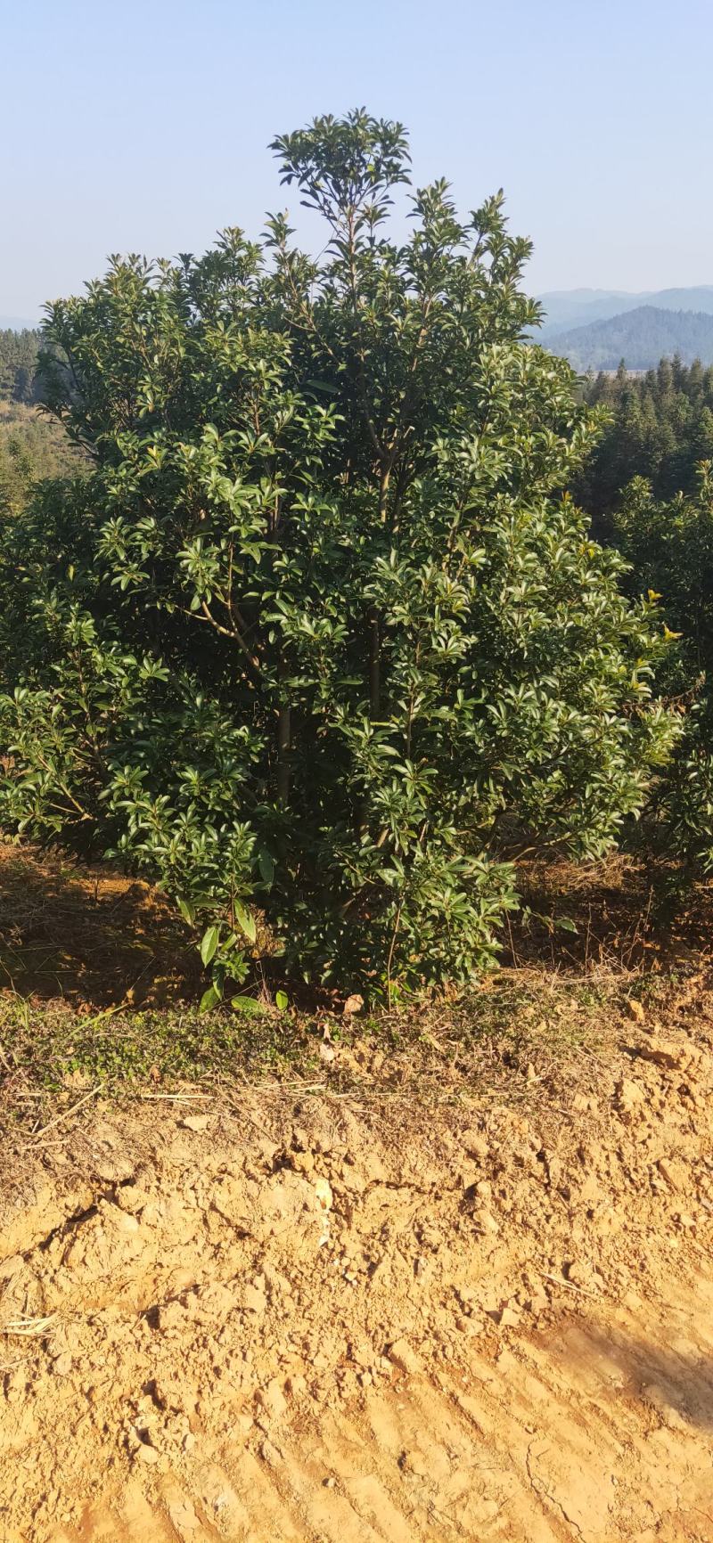 湖南靖州金鑫苗木合作专业种植杨梅果苗，杨梅绿化工程苗木