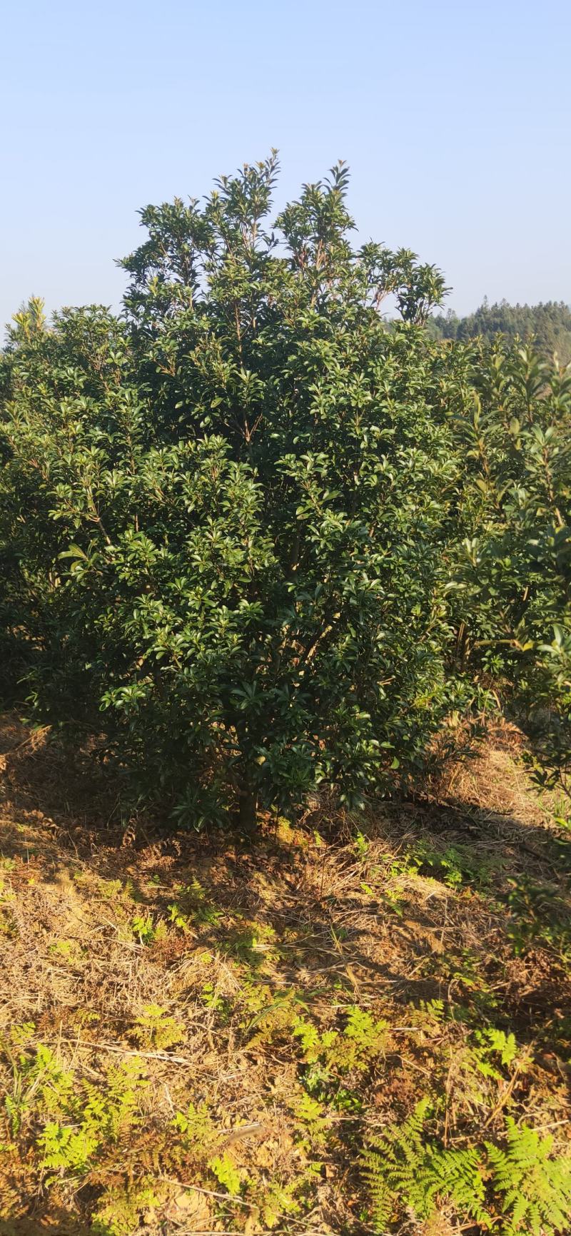 湖南靖州金鑫苗木合作专业种植杨梅果苗，杨梅绿化工程苗木