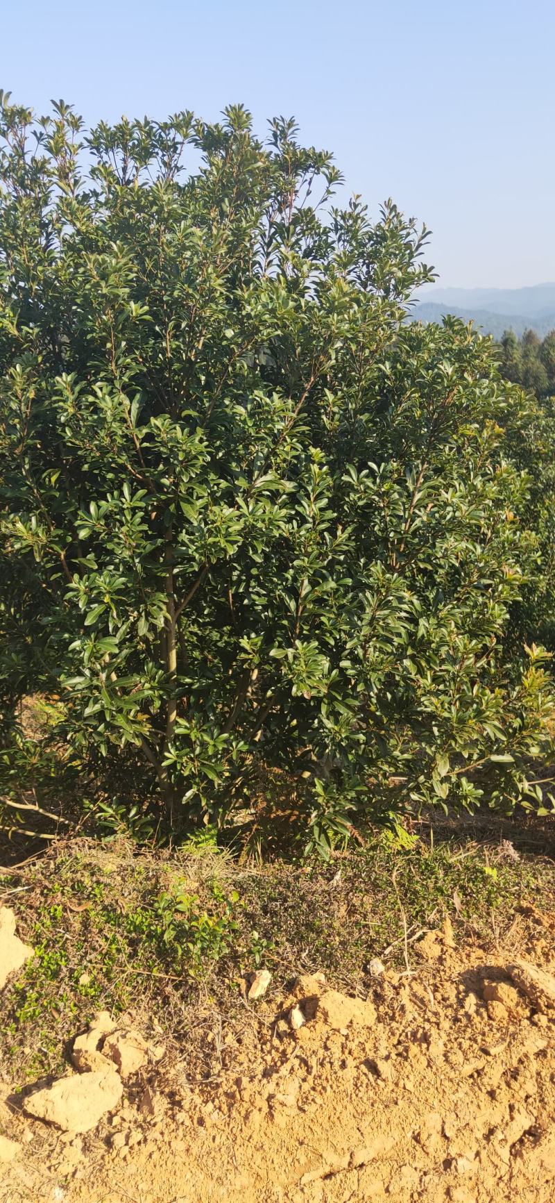 湖南靖州金鑫苗木合作专业种植杨梅果苗，杨梅绿化工程苗木