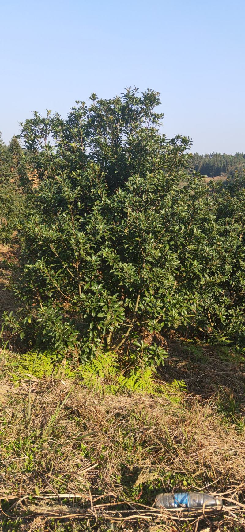 湖南靖州金鑫苗木合作专业种植杨梅果苗，杨梅绿化工程苗木