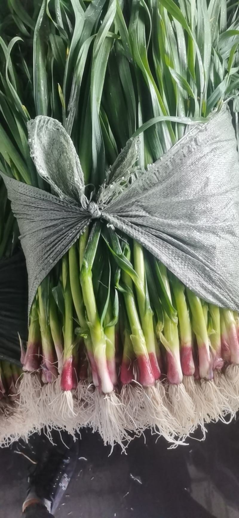 福建蒜苗