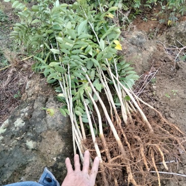 海南黄花梨树苗