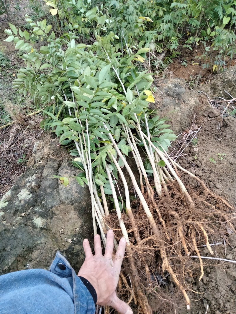 海南黄花梨树苗
