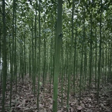 桃源光杆香樟苗木百亩基地成活率高现挖现发