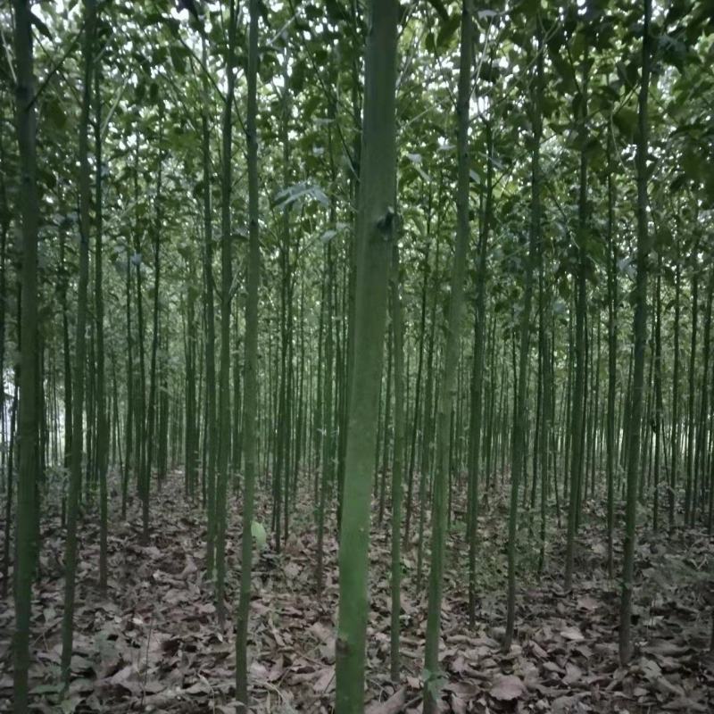 桃源光杆香樟苗木百亩基地成活率高现挖现发