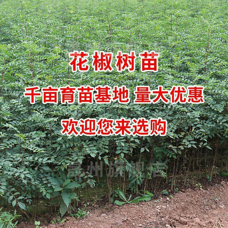 花椒树大红袍耐寒耐热成活率高