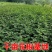 花椒树大红袍耐寒耐热成活率高