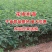 花椒树大红袍耐寒耐热成活率高