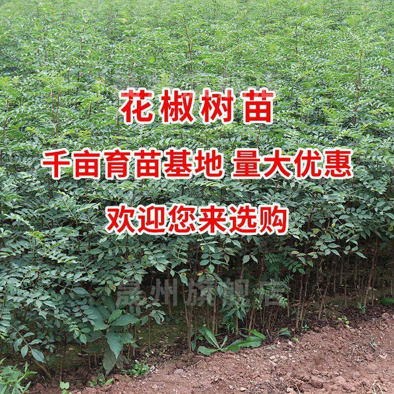 花椒树大红袍耐寒耐热成活率高