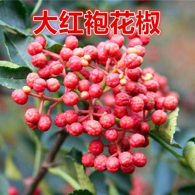 花椒树大红袍耐寒耐热成活率高
