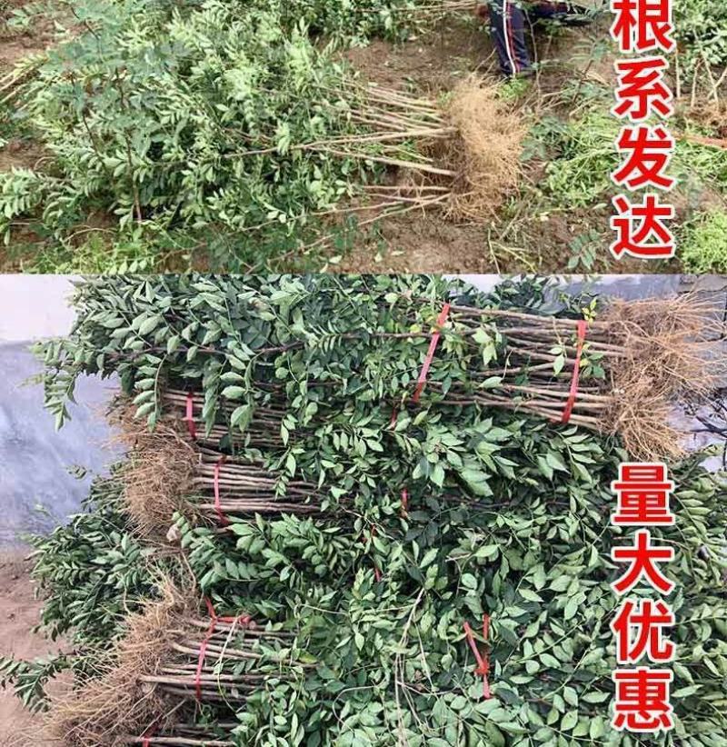 花椒树大红袍耐寒耐热成活率高