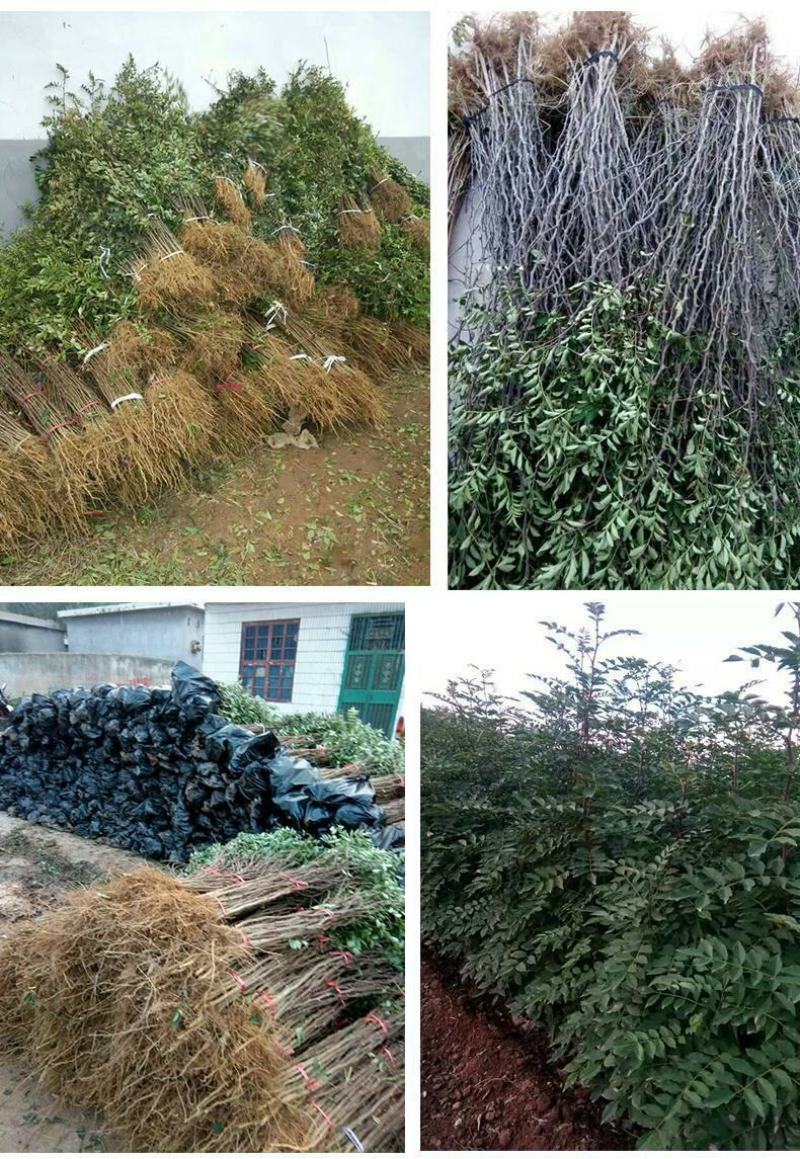 花椒树大红袍耐寒耐热成活率高