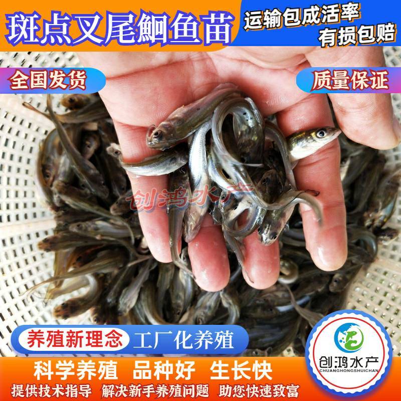 【2023新苗】广东叉尾鮰鱼苗美国斑点叉尾鮰鱼苗