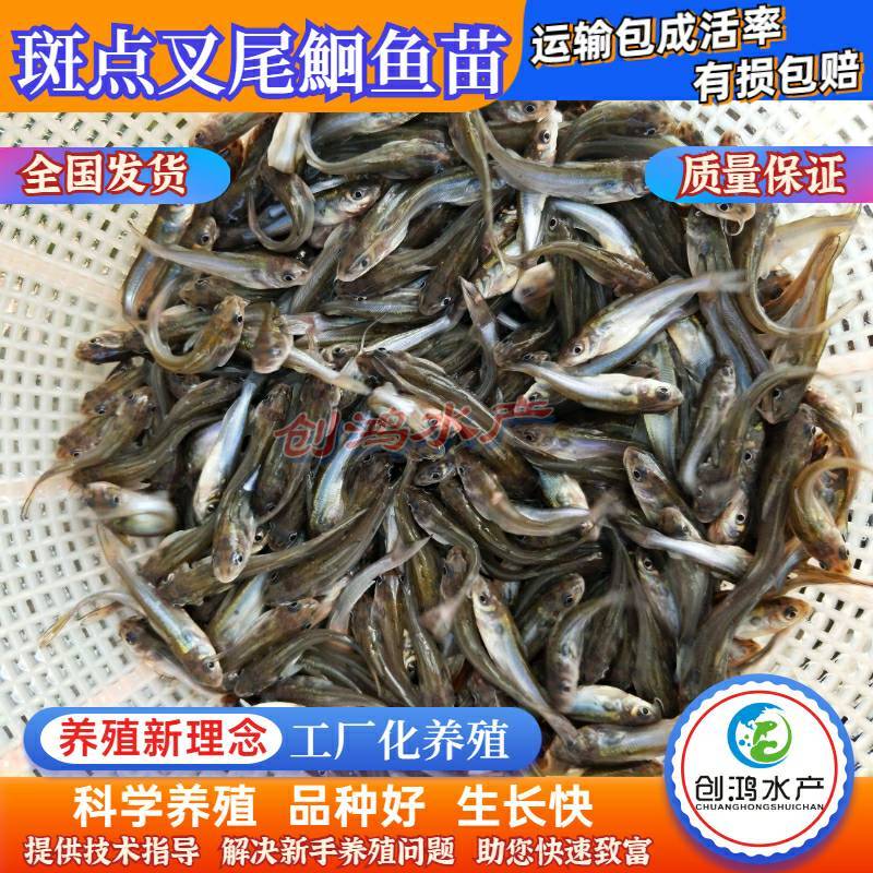 【2023新苗】叉尾鮰鱼苗美国斑点叉尾鮰鱼苗叉尾钳鱼苗