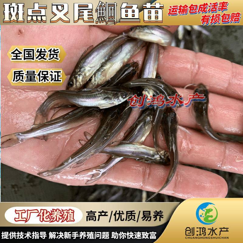 【2023新苗】叉尾鮰鱼苗美国斑点叉尾鮰鱼苗叉尾钳鱼苗