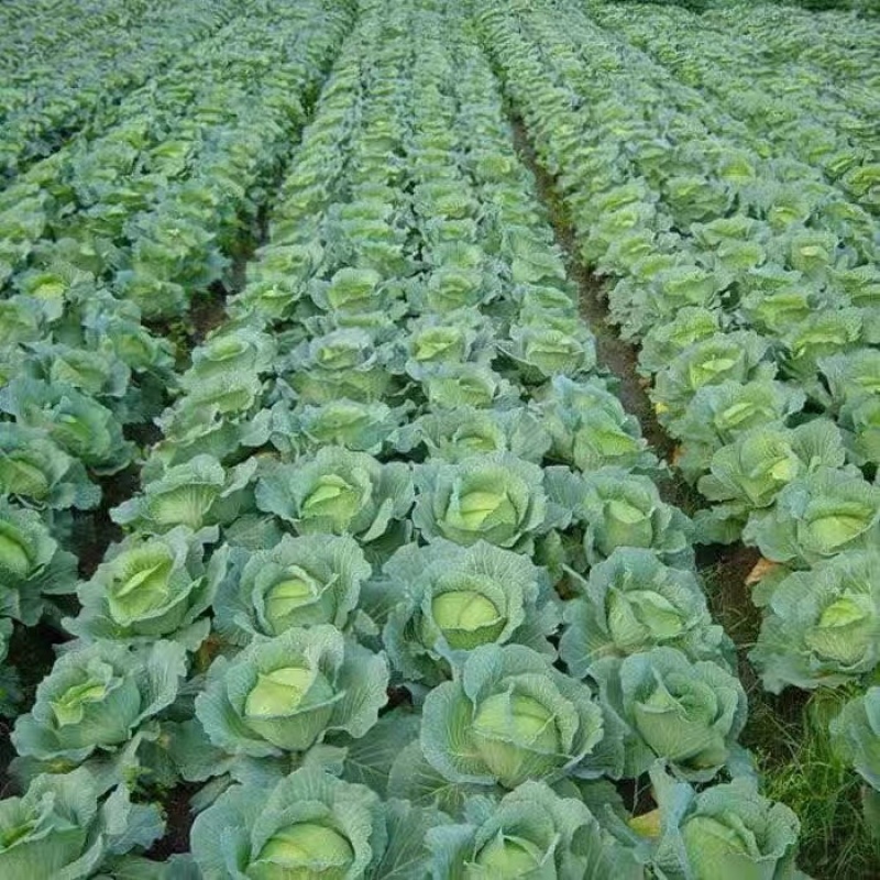 【圆包菜】平包菜产地直销，看货论价，保质保量，欢迎订购