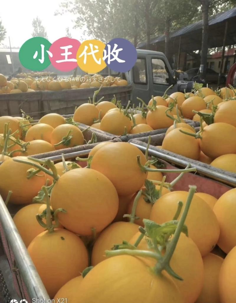 山东头茬久红瑞香瓜甜瓜品质保证供于电商、大小批发、零售商