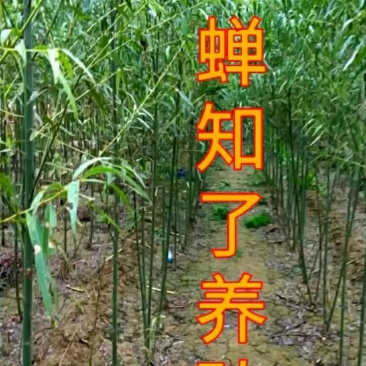 金蝉苗，金蝉枝条，金蝉卵枝，爬蚱，知了猴，金蝉批发