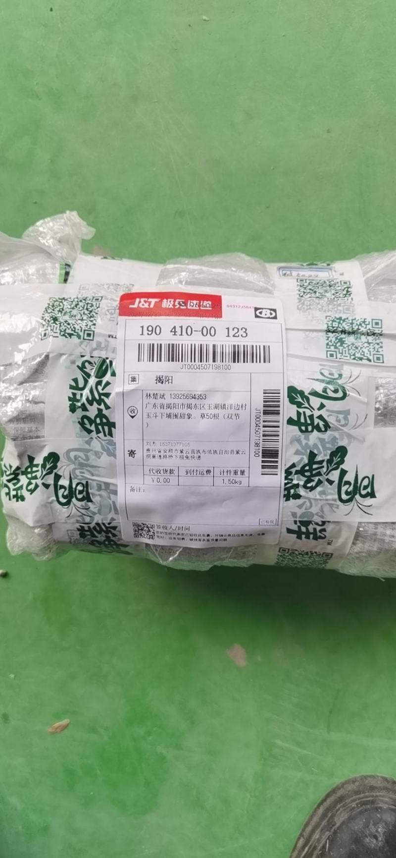 巨菌草种节/牧草苗/巨菌草种苗高产型牧草种子多年生
