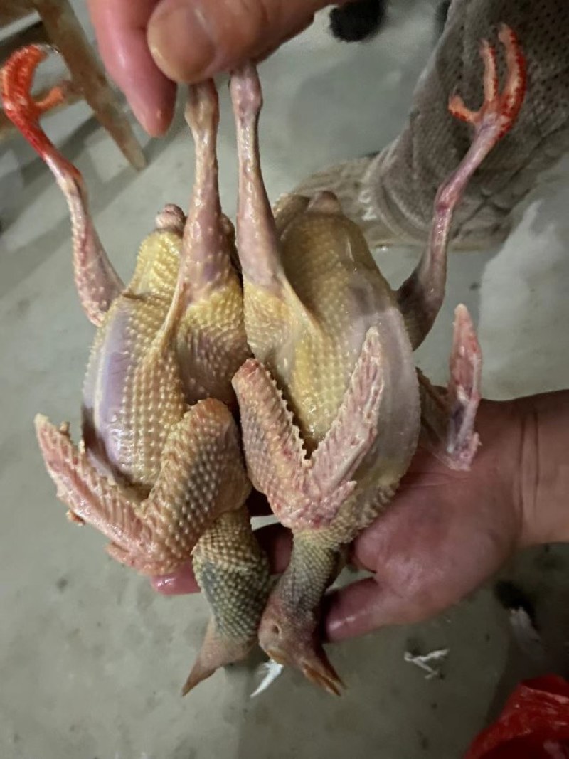 鸽子