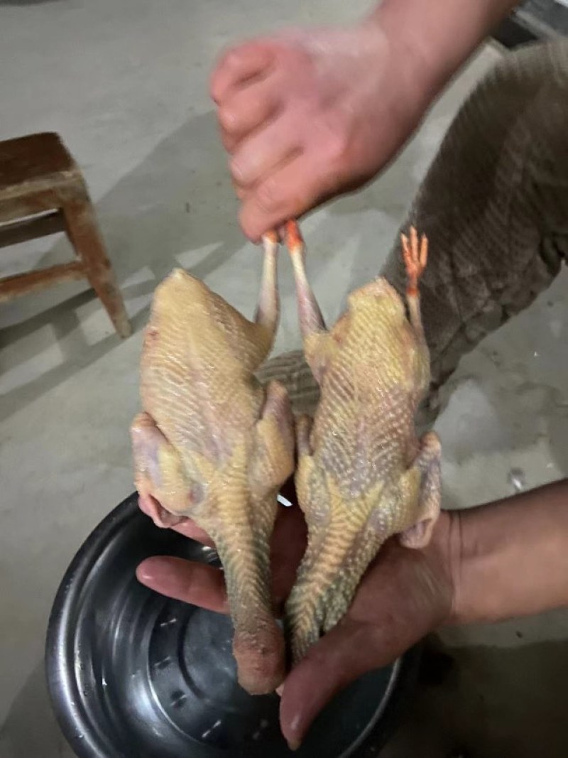 鸽子