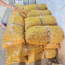 批发销售各种规格小土豆