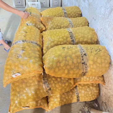 批发销售各种规格小土豆