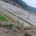 黑斑蛙，青蛙