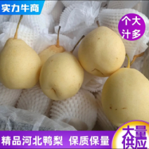 河北赵县精品鸭梨无坏果无黑心大量有货欢迎咨询