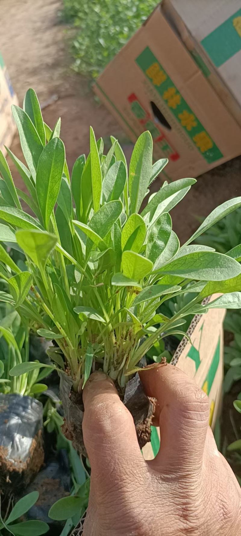 金鸡菊大花金鸡菊基地直发大量上市欢迎实地看货
