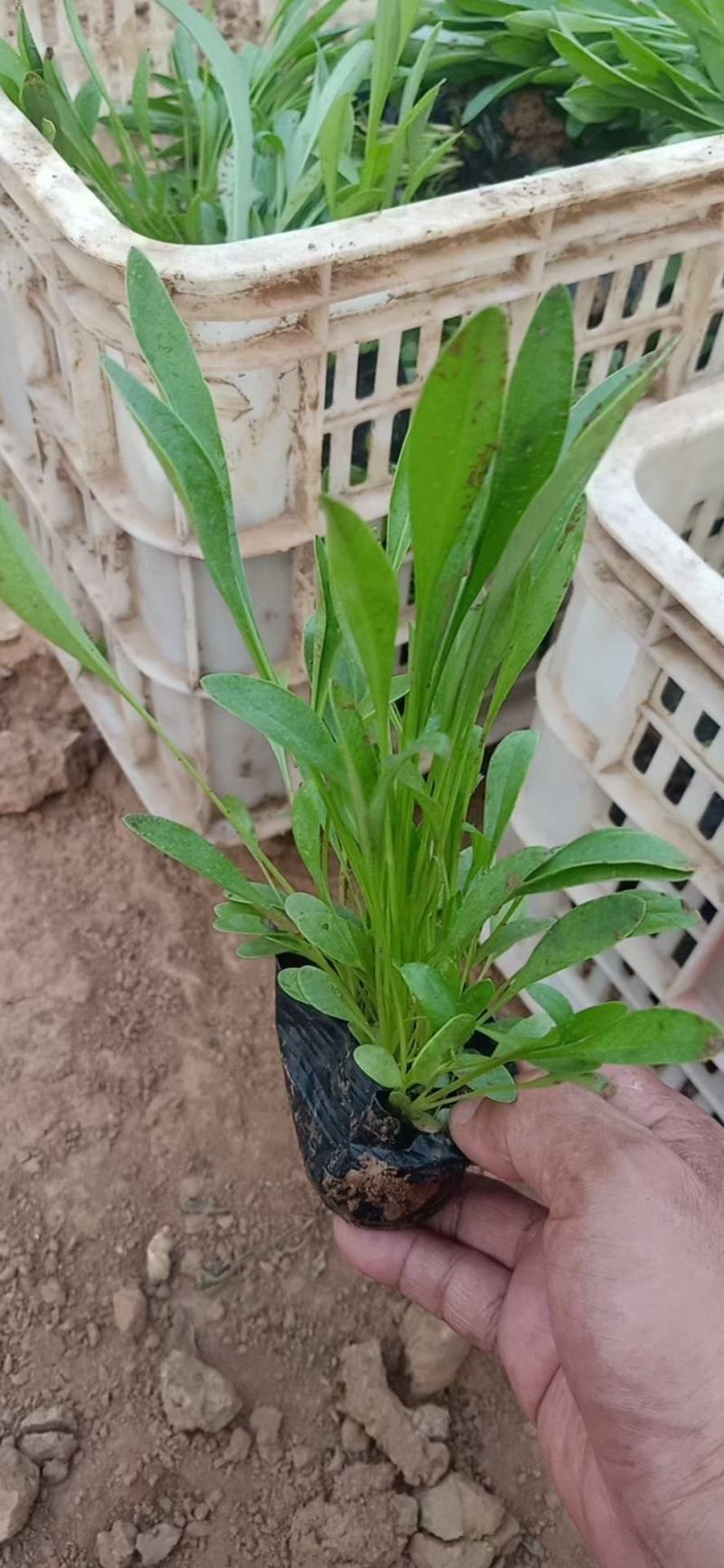 金鸡菊大花金鸡菊基地直发大量上市欢迎实地看货