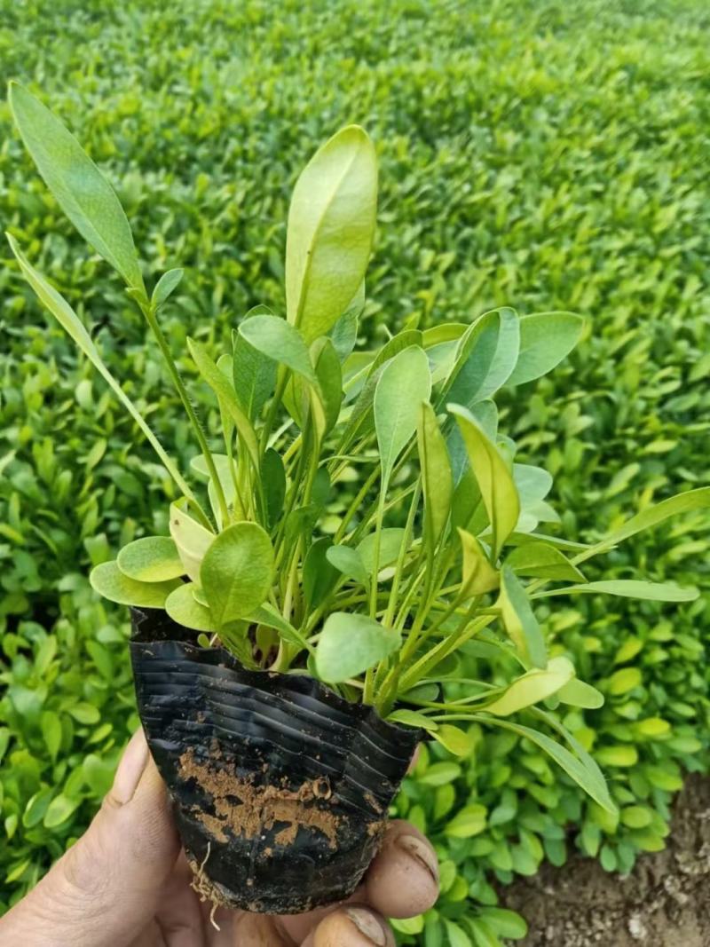 金鸡菊大花金鸡菊基地直发大量上市欢迎实地看货