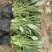 金鸡菊大花金鸡菊基地直发大量上市欢迎实地看货