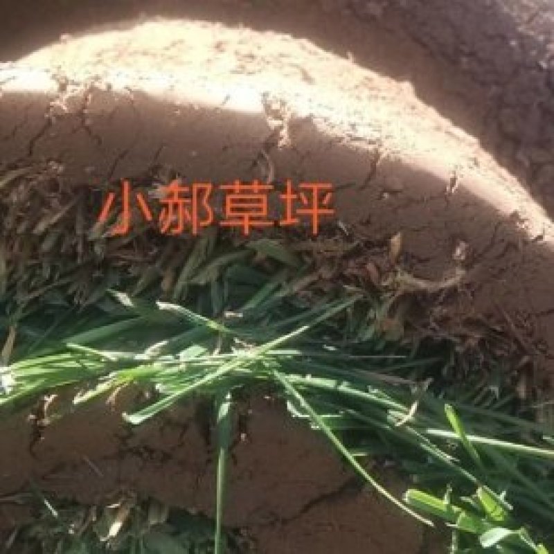 四季青草坪，早熟禾，高羊茅，草坪草，万亩基地直供