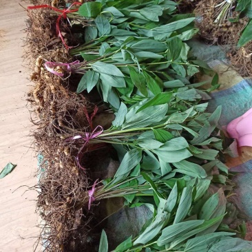黄精苗整车包邮多花姜形黄精甜黄精大苗姜山姜老虎姜产地发