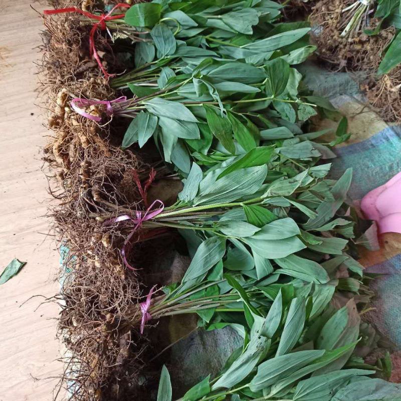 黄精苗整车包邮多花姜形黄精甜黄精大苗姜山姜老虎姜产地发