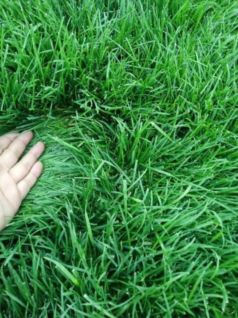 早熟禾草坪，早熟禾，高羊茅，草坪草，四季青，万亩基地直供
