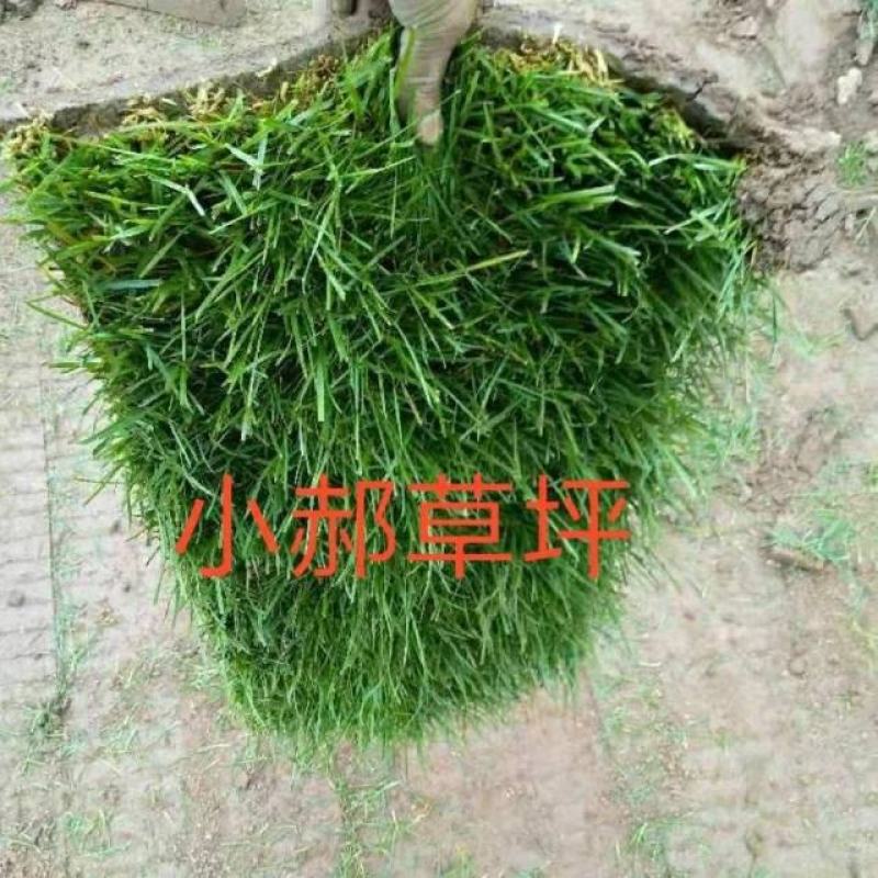 早熟禾草坪，早熟禾，高羊茅，草坪草，四季青，万亩基地直供