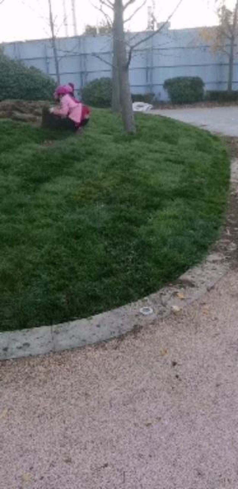 高羊茅草坪，早熟禾，高羊茅，草坪草，四季青，万亩基地直供
