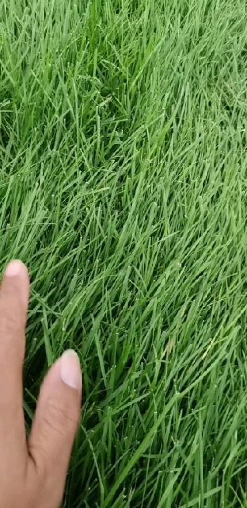 高羊茅草坪，早熟禾，高羊茅，草坪草，四季青，万亩基地直供