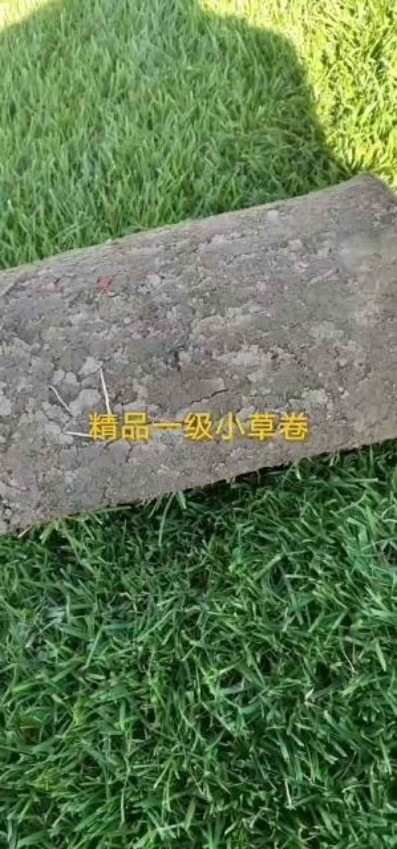 高羊茅草坪，早熟禾，高羊茅，草坪草，四季青，万亩基地直供