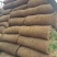 高羊茅草坪，早熟禾，高羊茅，草坪草，四季青，万亩基地直供