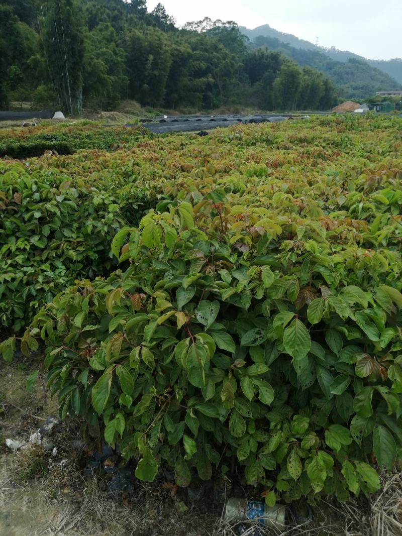 秋枫树
