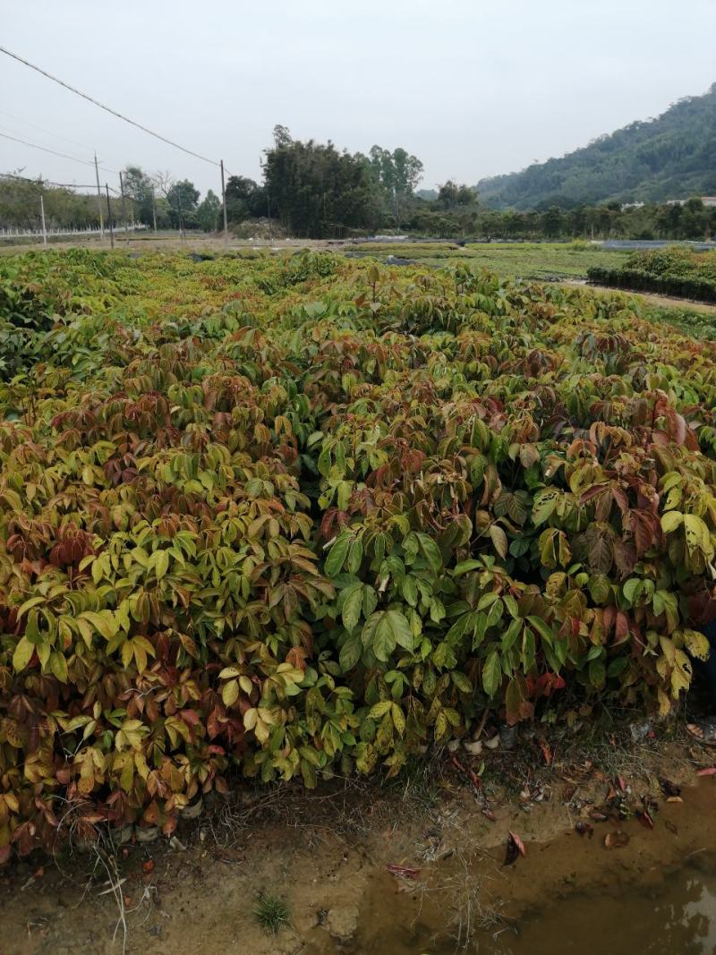 秋枫树