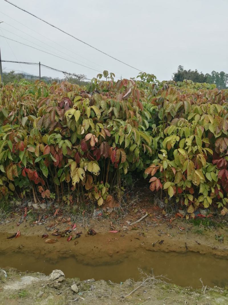 秋枫树