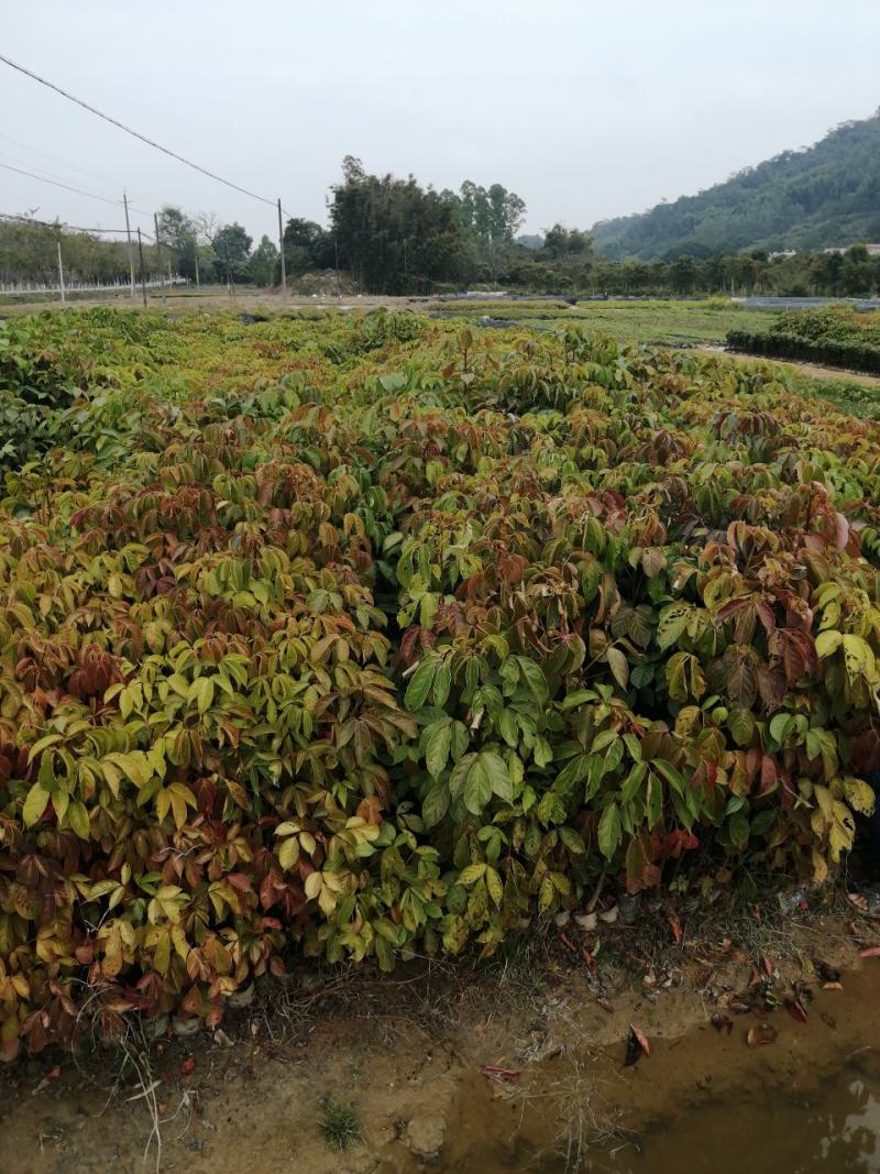 秋枫树